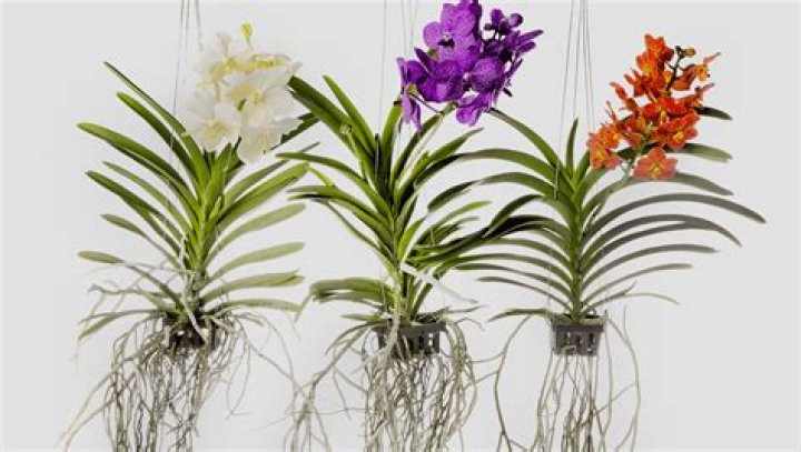 Vanda Biography, Age, Height, Husband, Net Worth, Family